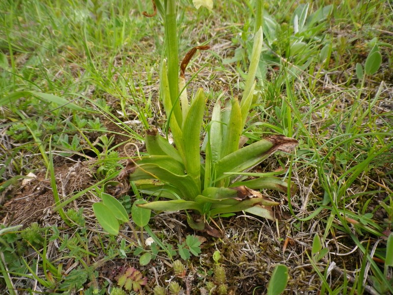 Orchis pauciflora